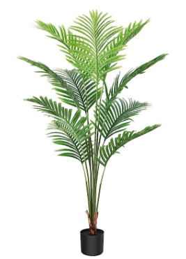 Arbre-Areca-5.5-V.-Fory-t.png