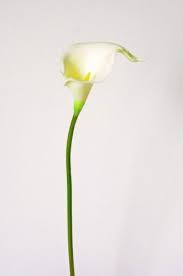 Calla-Blanc.png