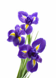 Iris-Mauve.png