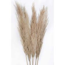 Tige-de-pampas-5-sy-chy-Beige.jpg